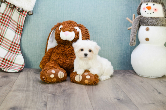 Fluffy Maltese Purebred Puppy