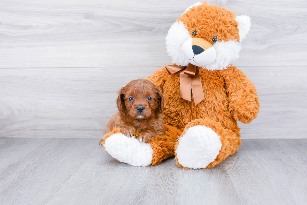 Cavapoo Puppy for Adoption