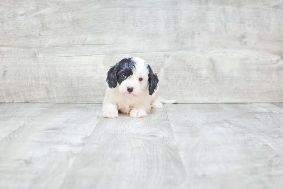 Small Cavapoo Baby