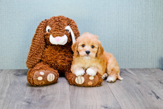 Fluffy Cavapoo Poodle Mix Pup