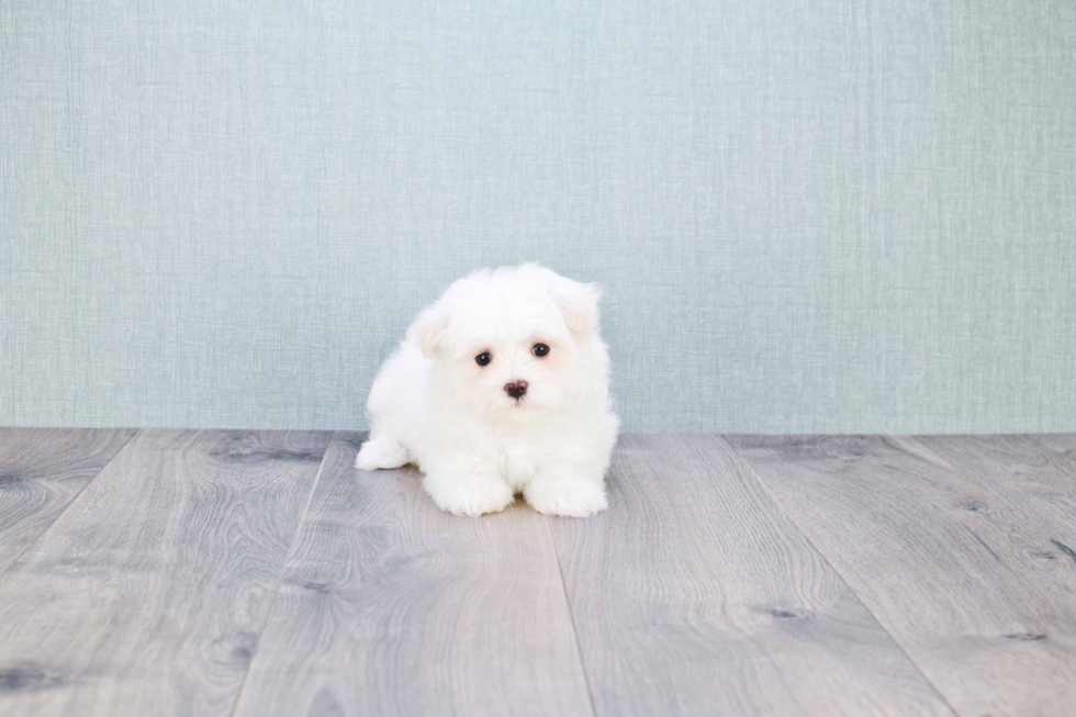 Maltese Puppy for Adoption