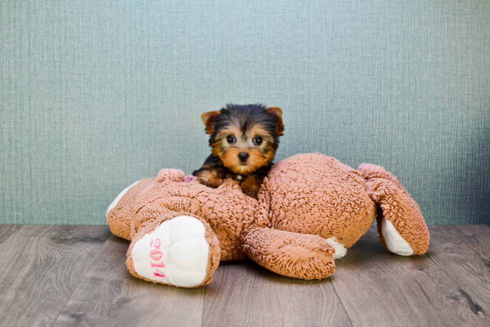 Meet Tinkerbell - our Yorkshire Terrier Puppy Photo 