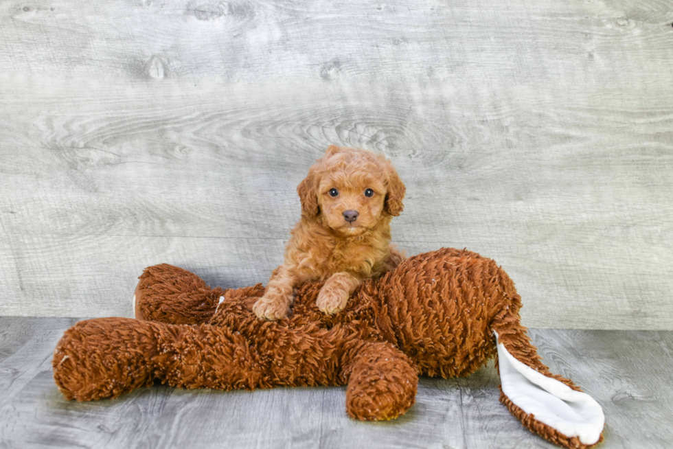 Funny Mini Goldendoodle Poodle Mix Pup