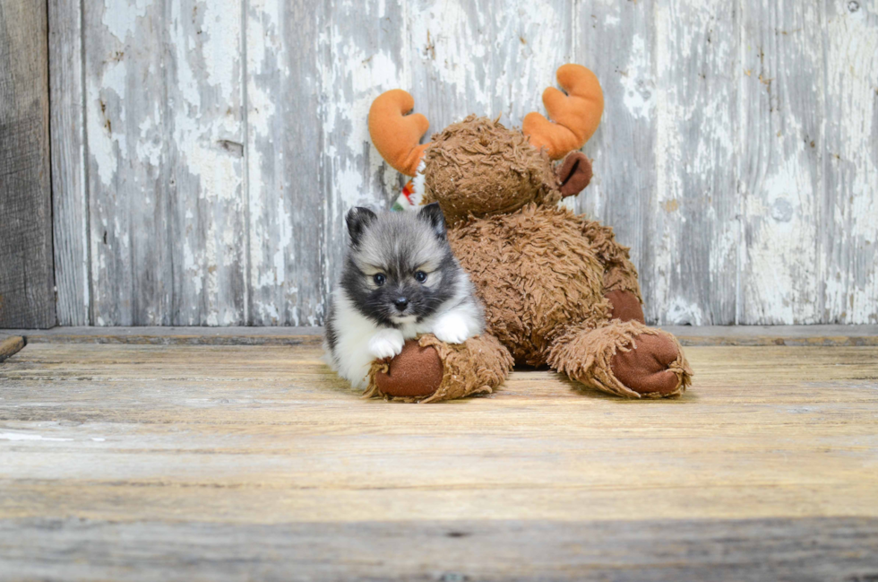 Pomeranian Pup Being Cute