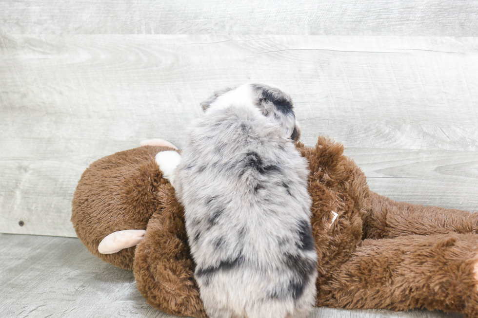 Little Aussiepoo Poodle Mix Puppy