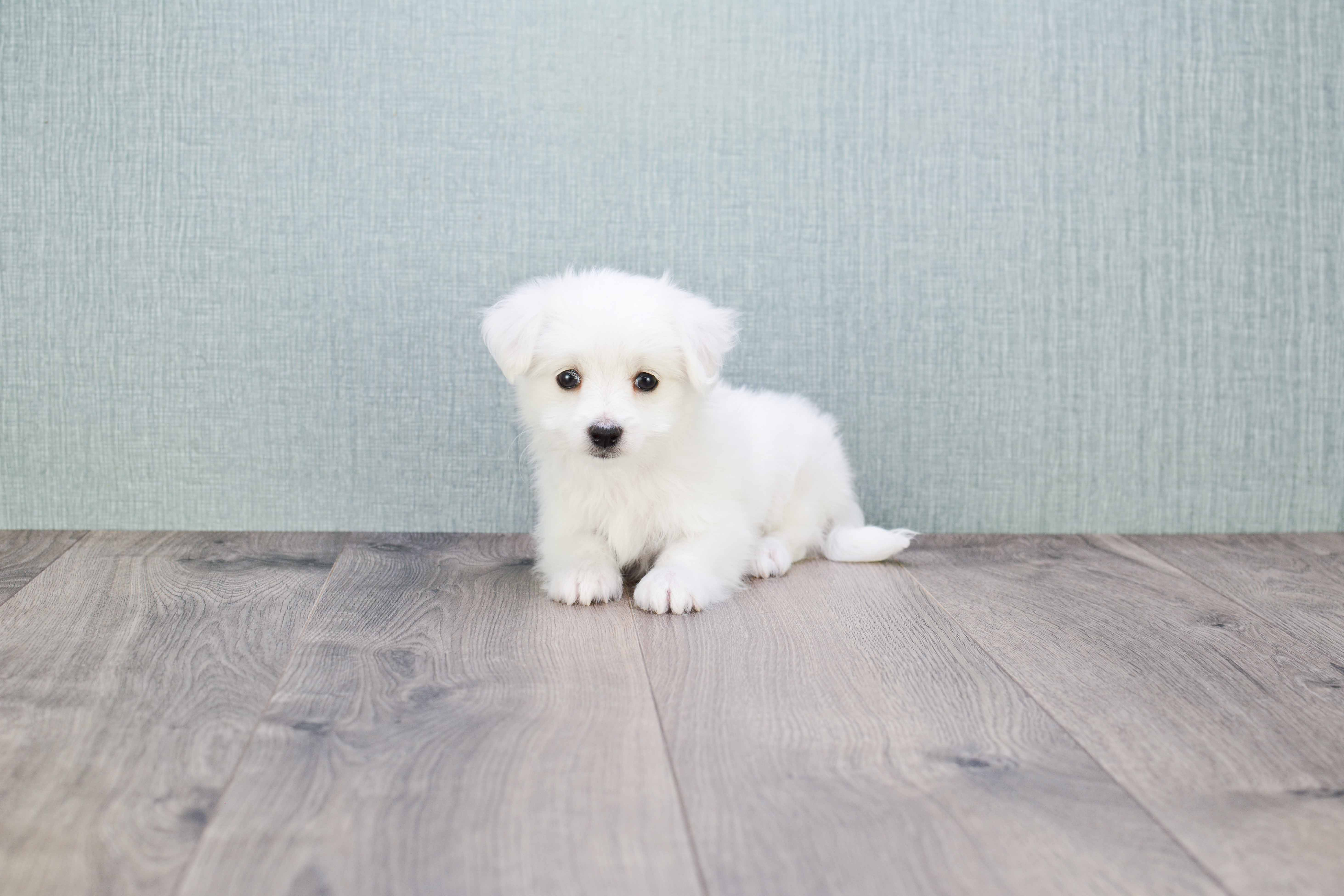 Best Maltipom Baby