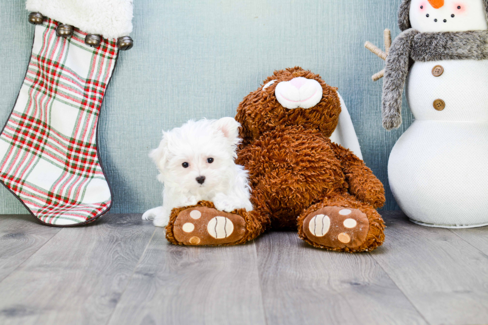 Funny Maltese Purebred Pup