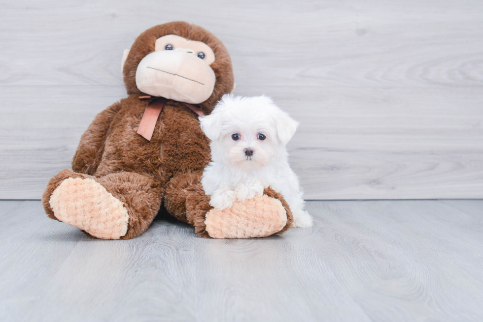 Maltese Pup Being Cute