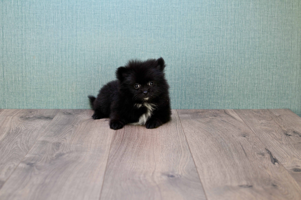 Hypoallergenic Pomeranian Baby