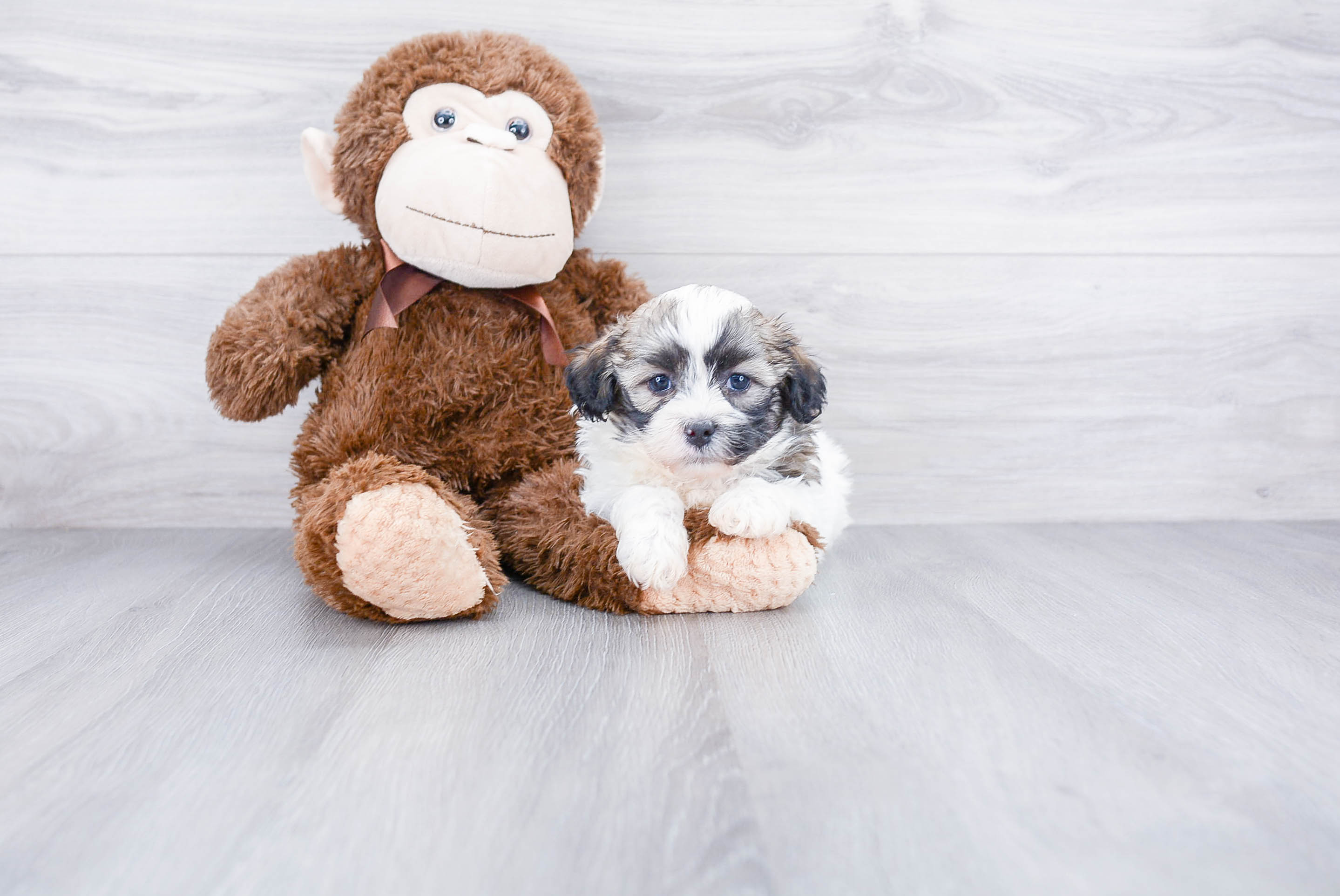 Playful Shichon Designer Puppy