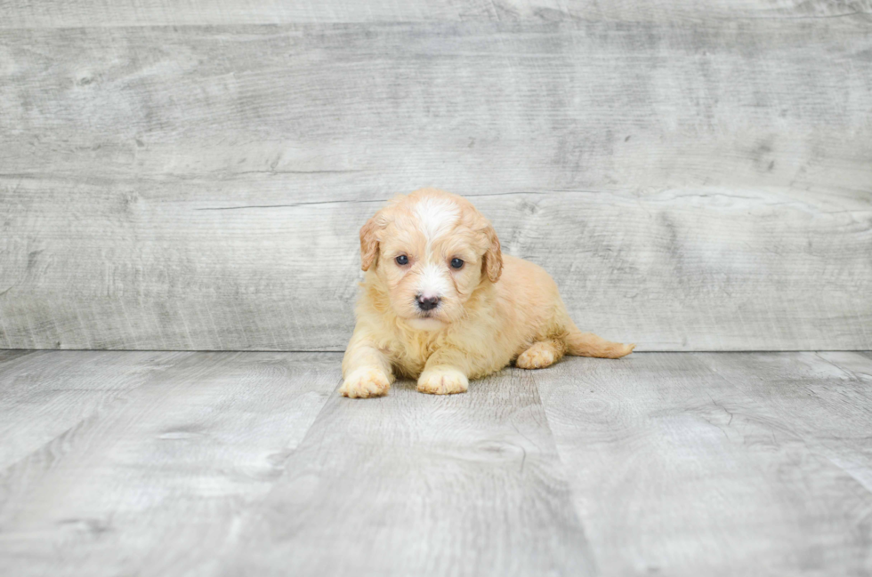 Mini Goldendoodle Pup Being Cute