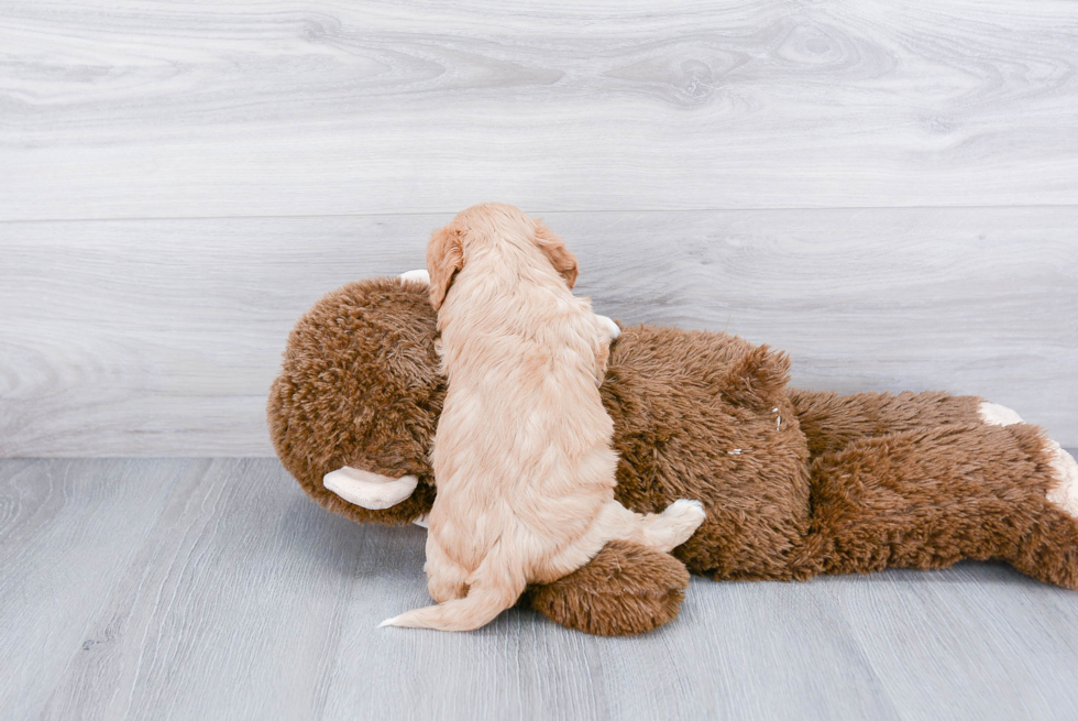 Cavachon Pup Being Cute