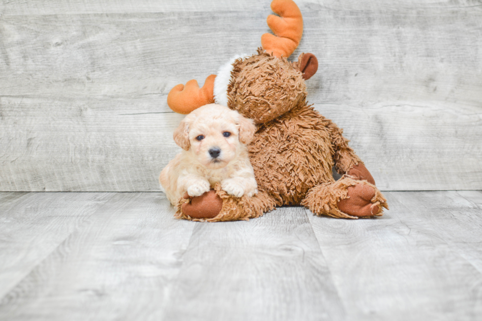 Best Maltipoo Baby