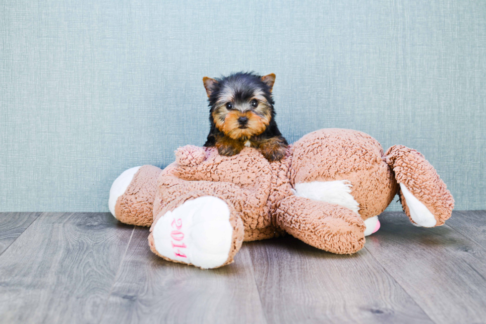 Meet Zane - our Yorkshire Terrier Puppy Photo 