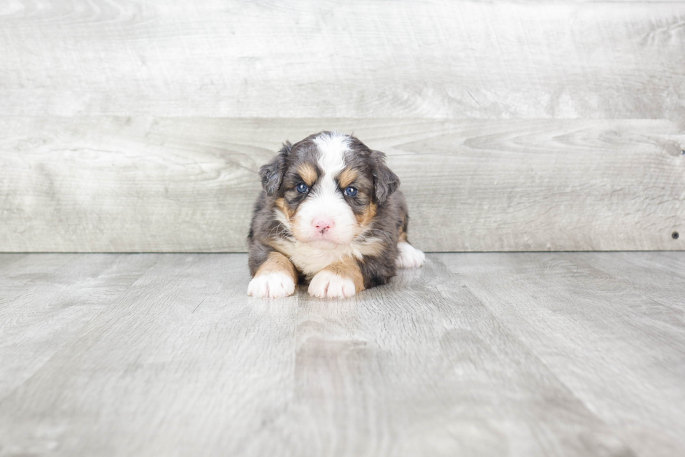 Mini Bernedoodle Pup Being Cute