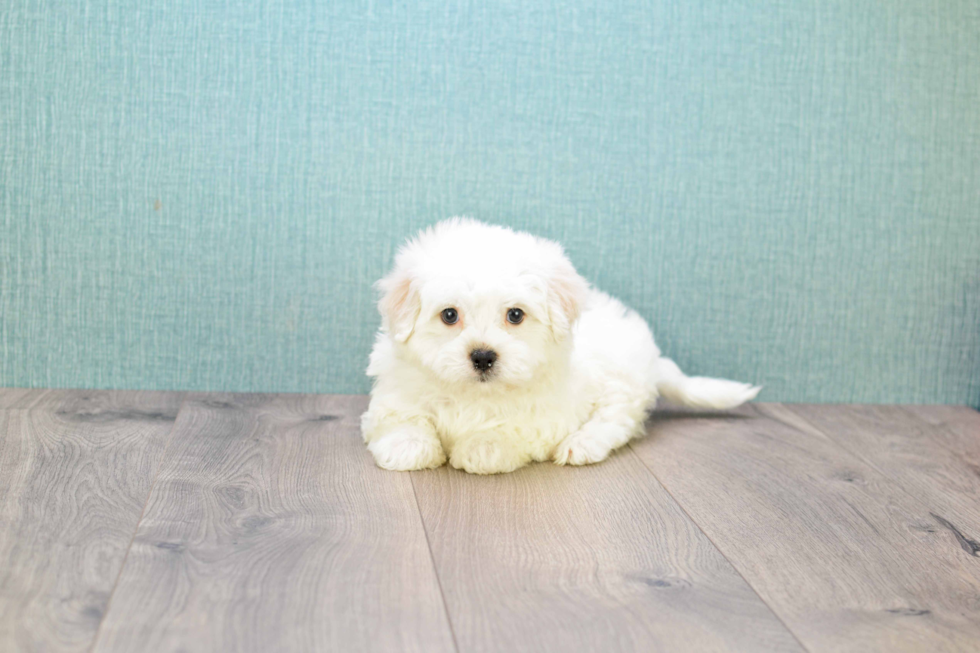 Smart Maltipoo Poodle Mix Pup