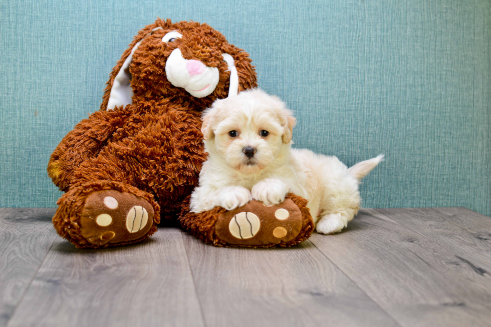 Teddy Bear Pup Being Cute