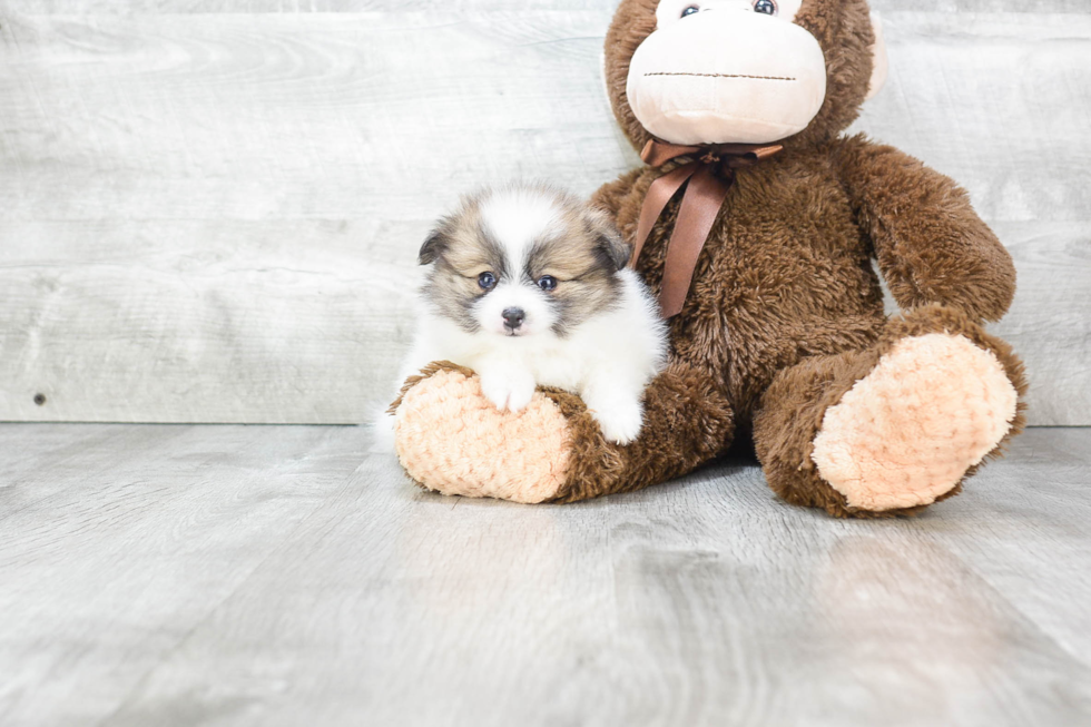 Energetic Pomeranian Purebred Puppy