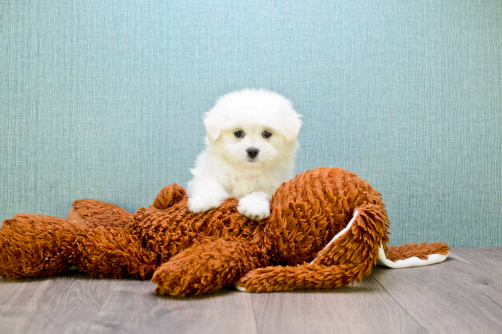 Maltipom Puppy for Adoption