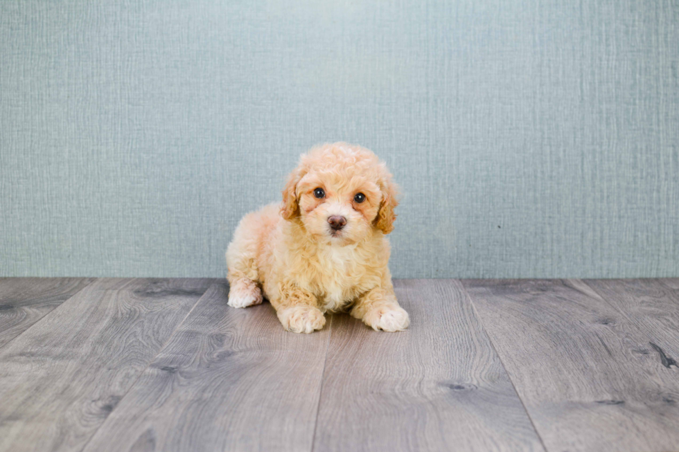 Popular Maltipoo Poodle Mix Pup