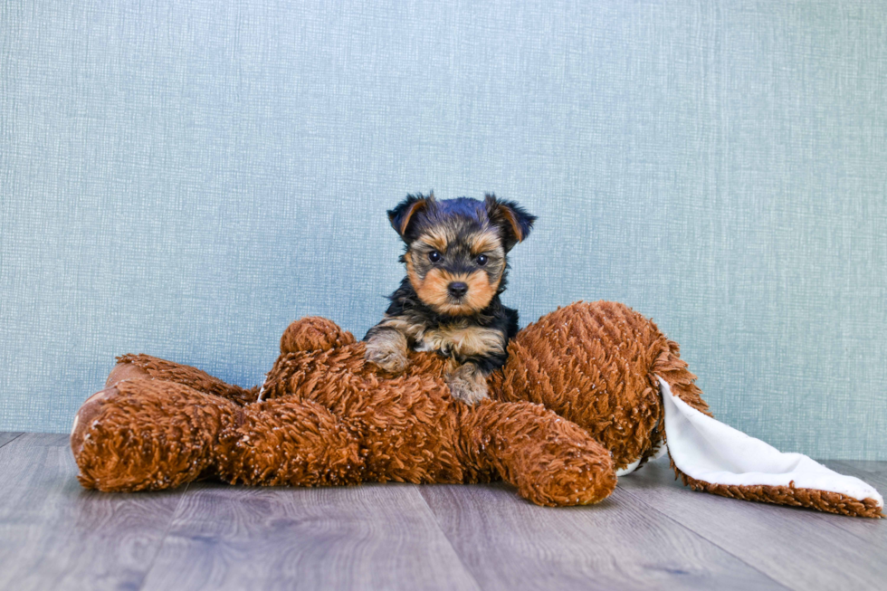 Meet Rascal - our Yorkshire Terrier Puppy Photo 