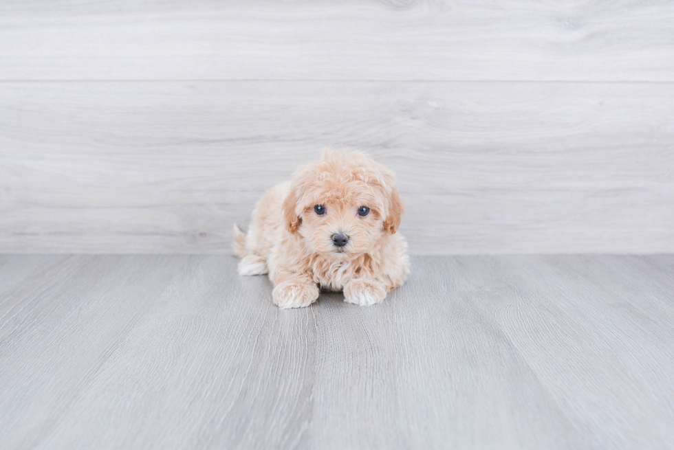 Sweet Maltipoo Baby