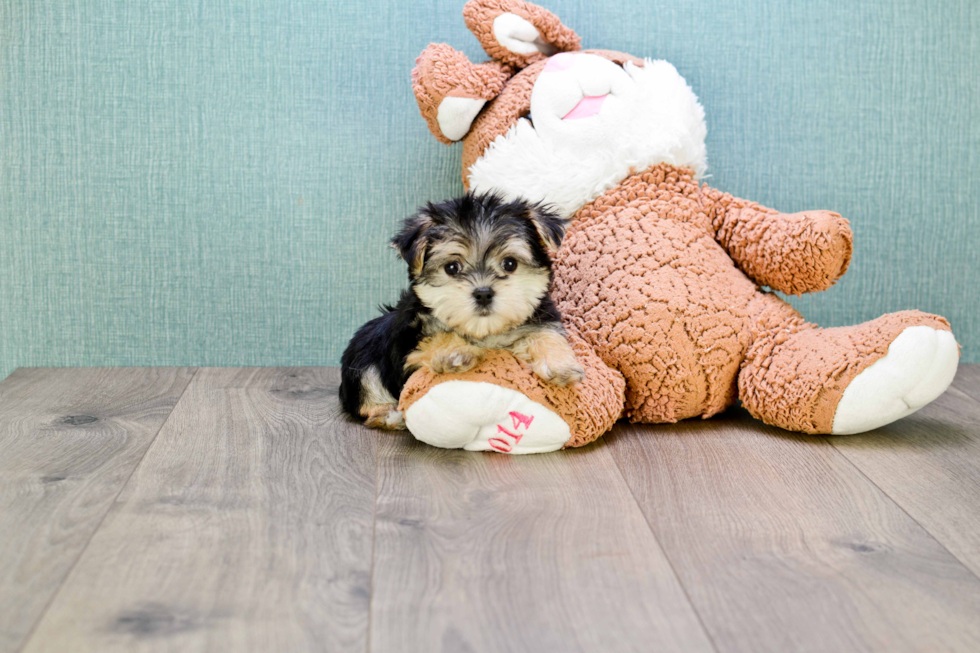 Playful Yorkie Designer Puppy