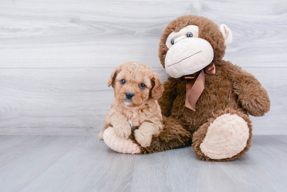 Cavapoo Pup Being Cute