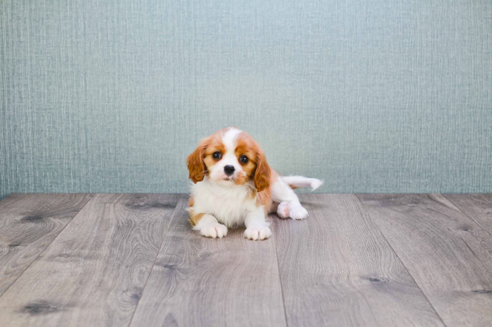 Cavalier King Charles Spaniel Puppy for Adoption