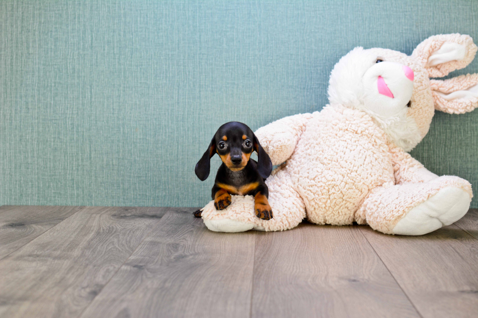 Cute Dachshund Baby