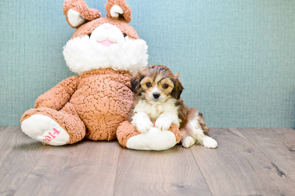 Adorable Cavalier Designer Puppy