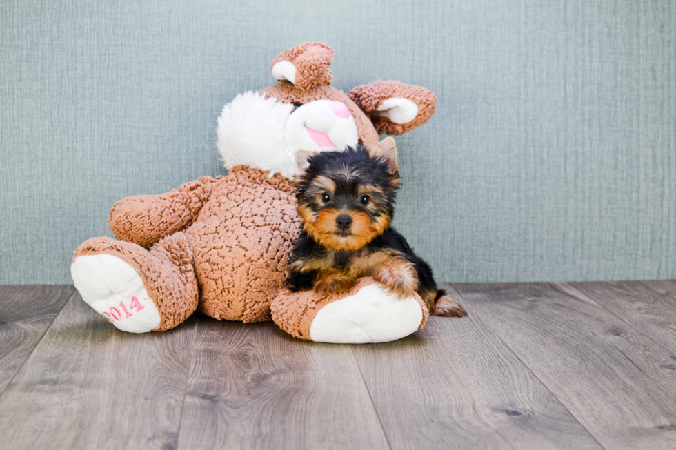 Meet Izzie - our Yorkshire Terrier Puppy Photo 