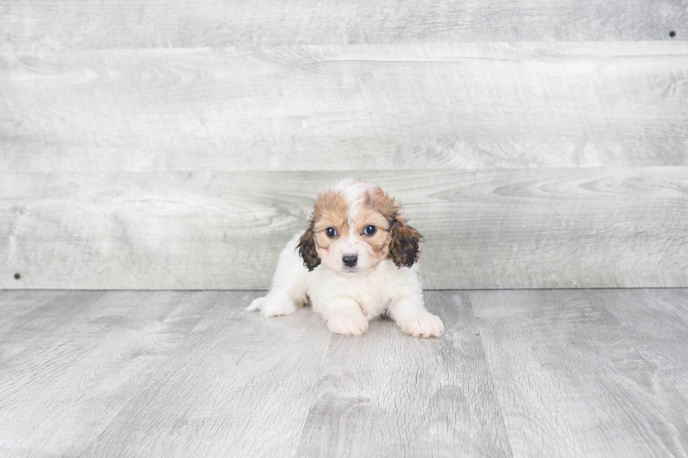 Cavachon Puppy for Adoption