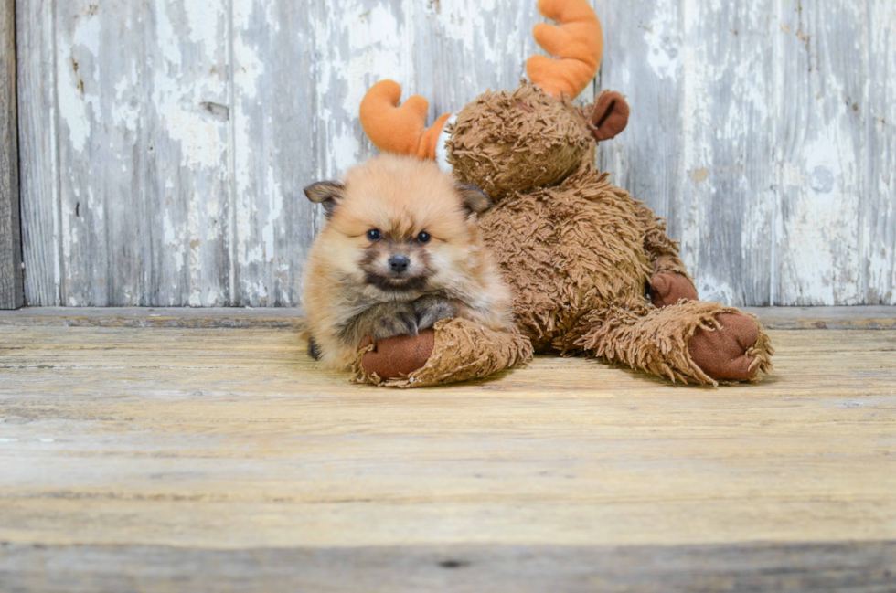Best Pomeranian Baby