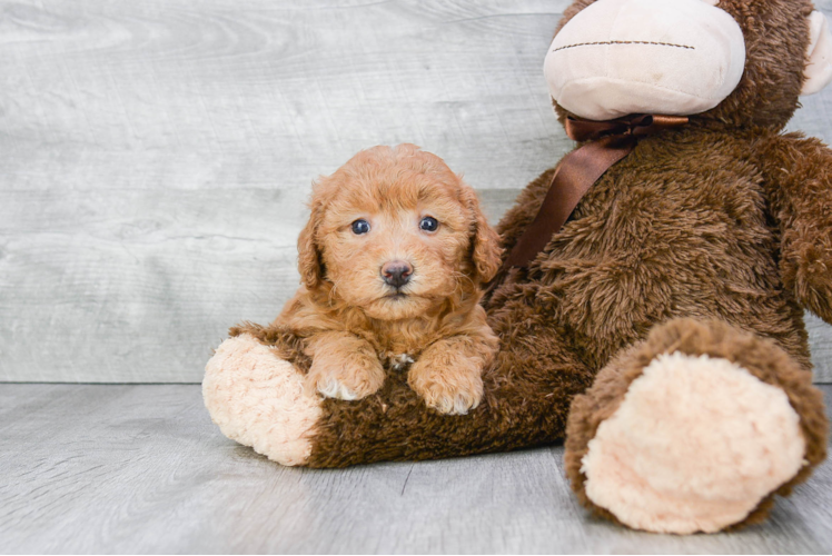 Hypoallergenic Cavoodle Poodle Mix Puppy