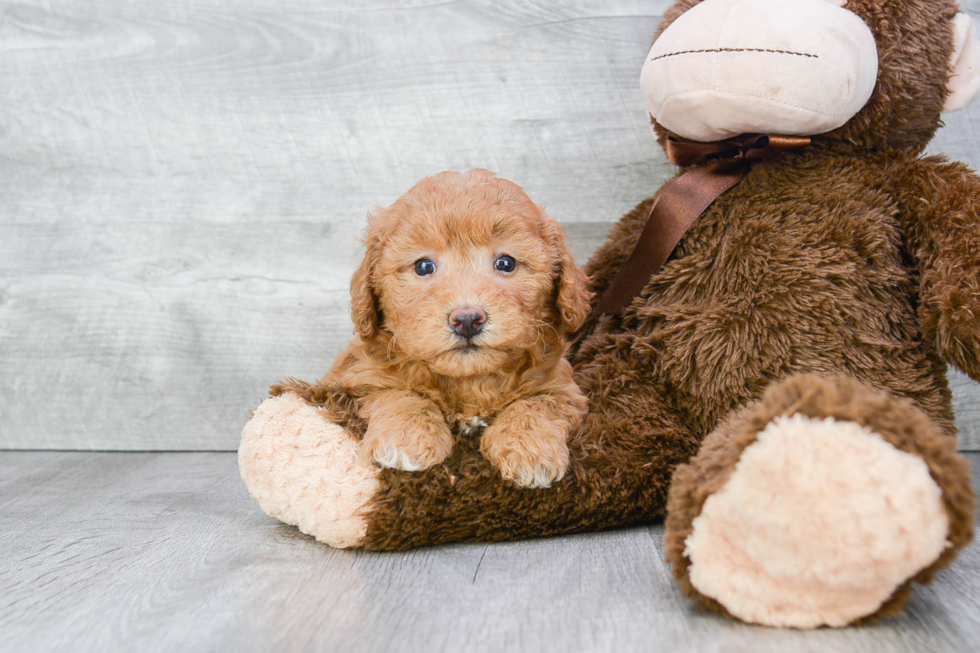 Hypoallergenic Cavoodle Poodle Mix Puppy