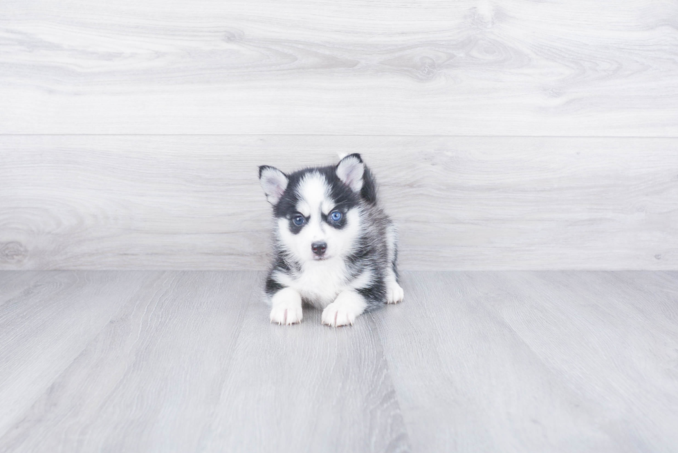 Sweet Pomsky Baby