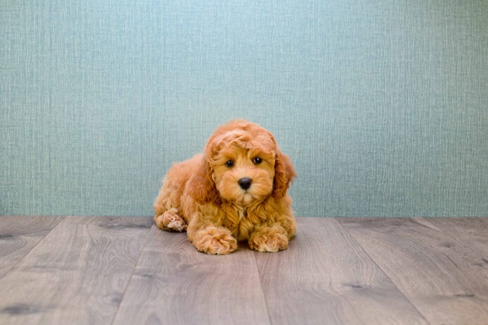 Little Golden Retriever Poodle Mix Puppy