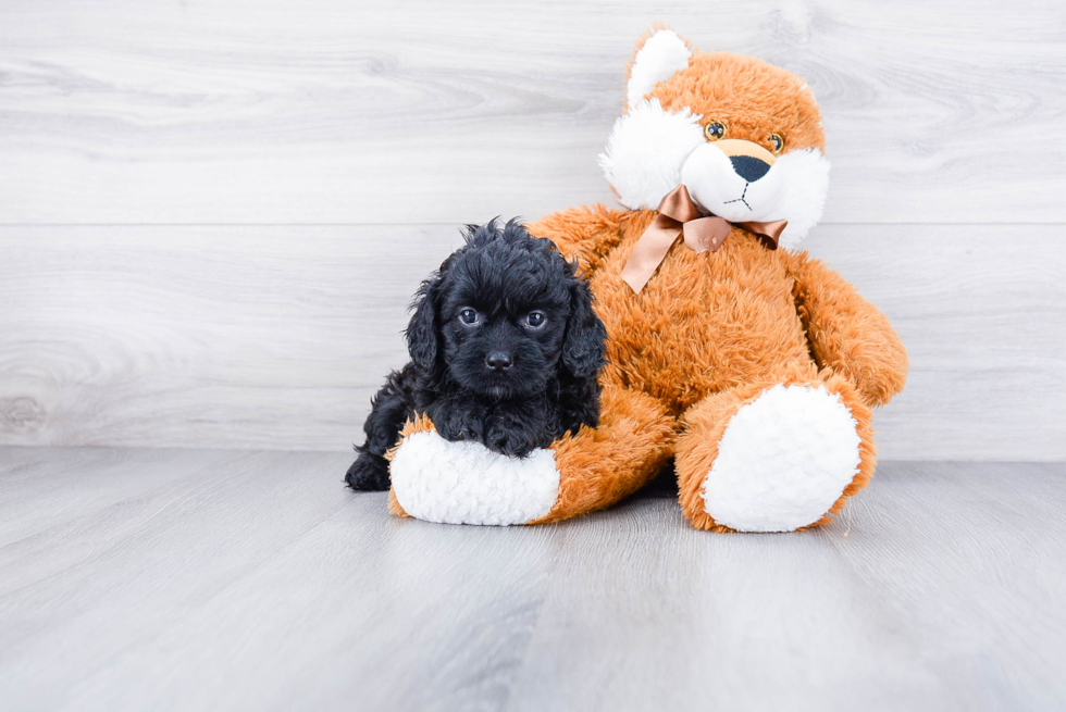 Sweet Cavapoo Baby