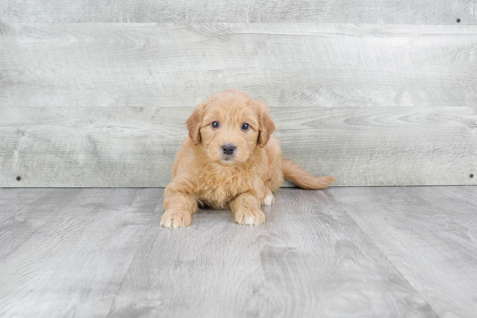 Hypoallergenic Golden Retriever Poodle Mix Puppy