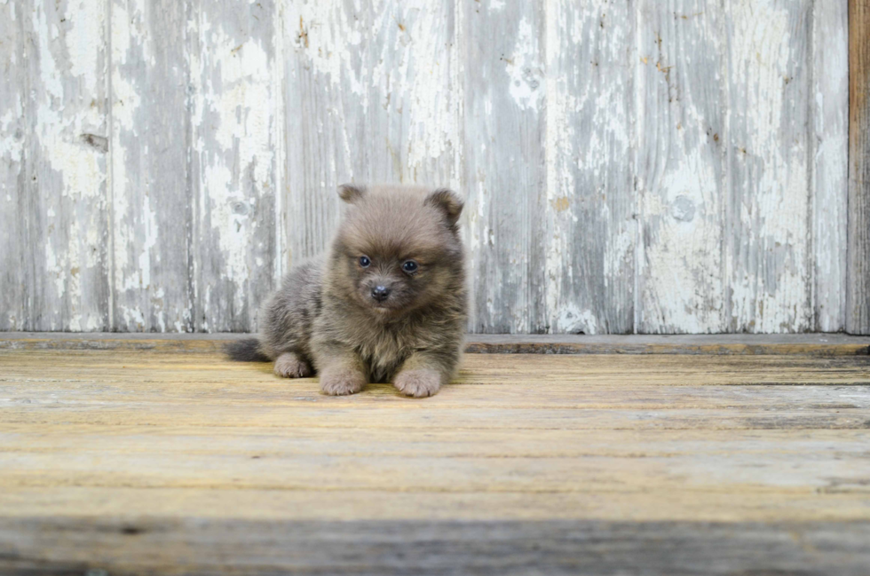 Pomeranian Pup Being Cute