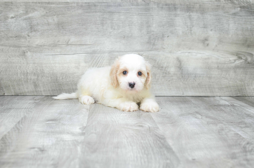 Cavapoo Puppy for Adoption