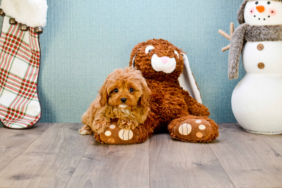 Fluffy Cavapoo Poodle Mix Pup