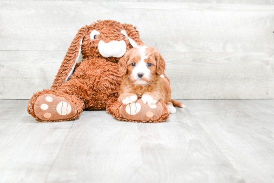 Petite Cavapoo Poodle Mix Pup