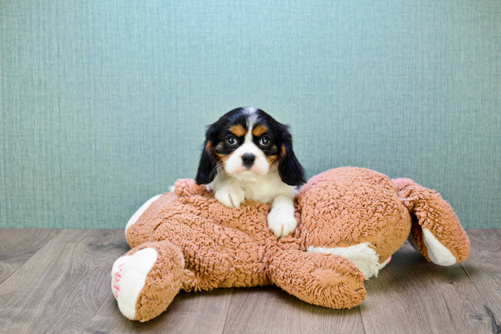 Popular Cavalier King Charles Spaniel Purebred Pup