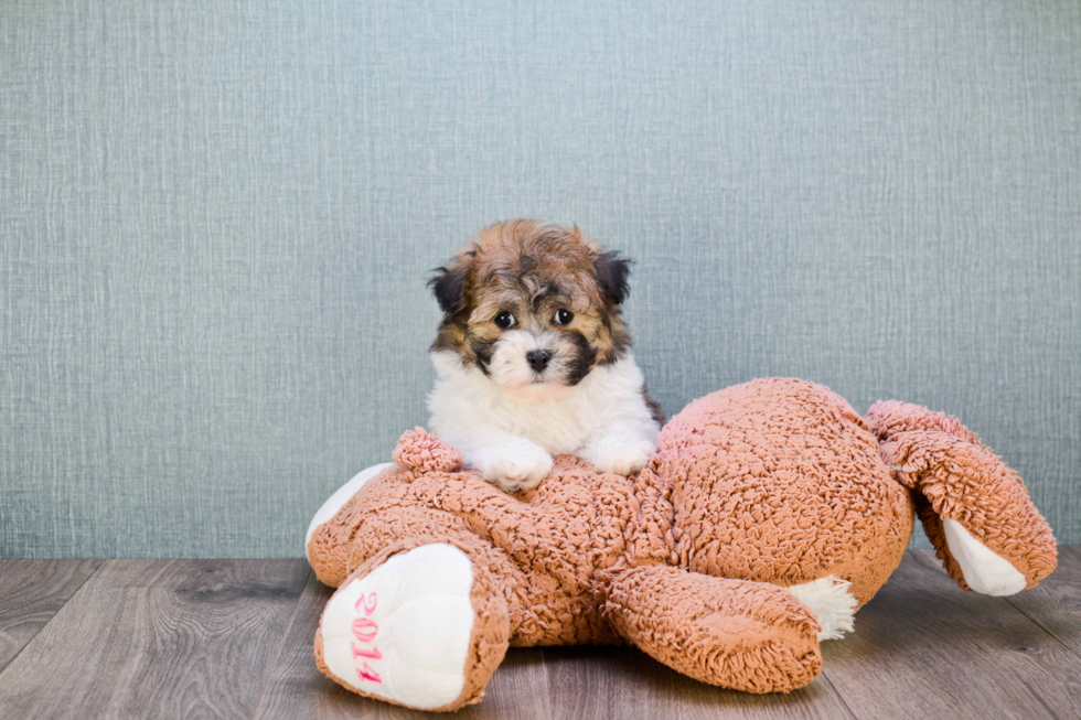 Havanese Puppy for Adoption