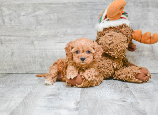 Best Cavapoo Baby