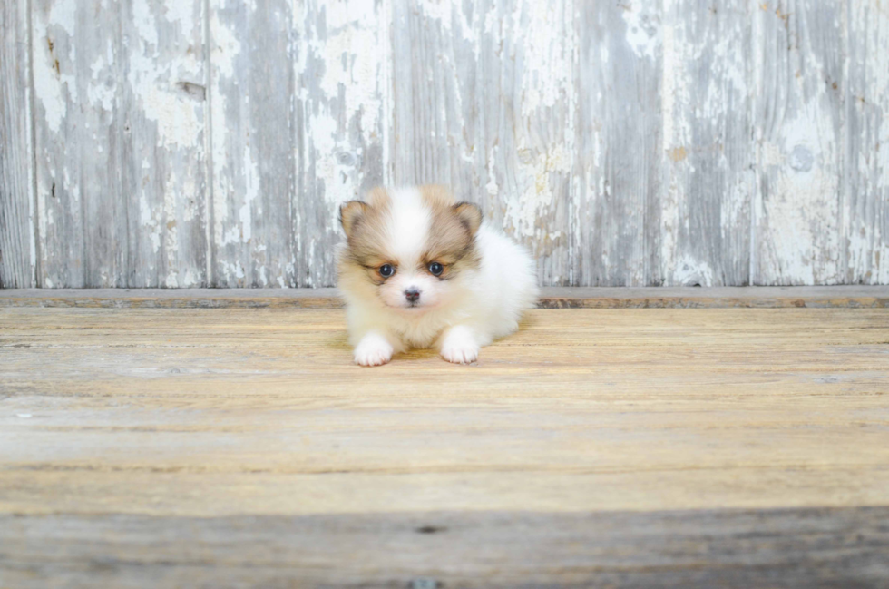 Pomeranian Puppy for Adoption