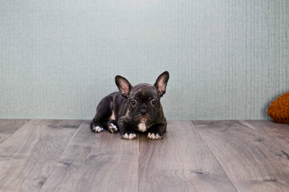 Friendly French Bulldog Baby