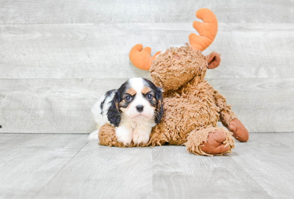 Cavalier King Charles Spaniel Pup Being Cute